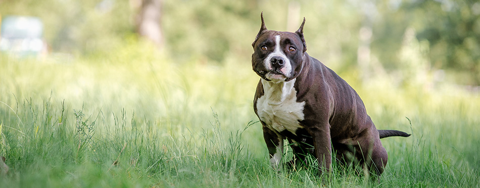 Staffordshire terrier dog defecated in field of grass, in the park.