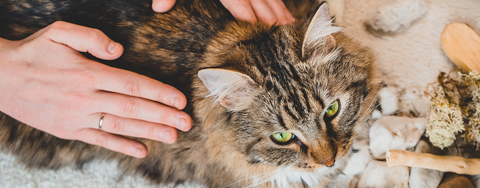 Stroking the back of a tabby cat with the palms of your hands. Massage technique