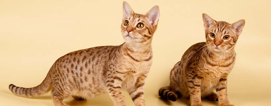 Studio photography of an Ocicat spotted cat on colored backgrounds 