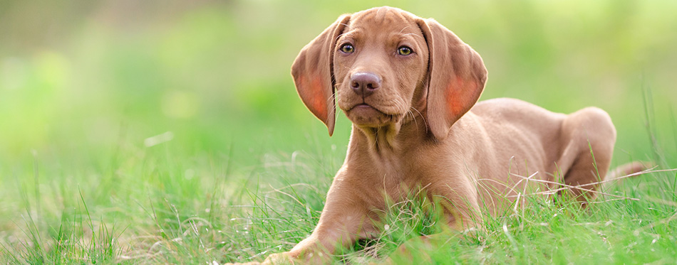 Ten week old puppy of vizsla dog in the forrest in spring time 