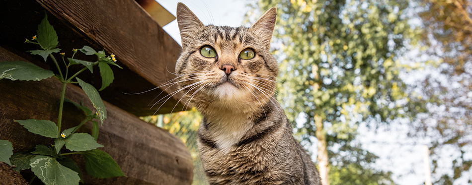 The cat sits and looks at the camera on a background