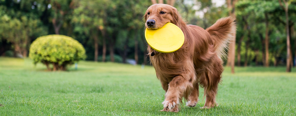 The golden retriever standing playing on the grass