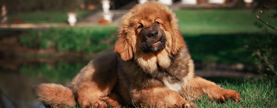 Tibetan Mastiff puppy