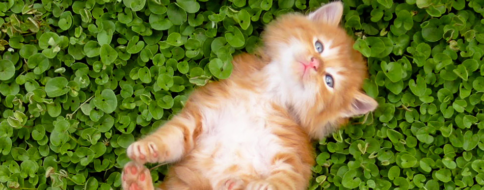 Tiny red kitten outdoors portrait 