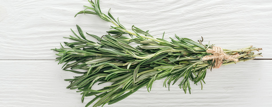 Top view of fresh green rosemary on white wooden table, panoramic shot 