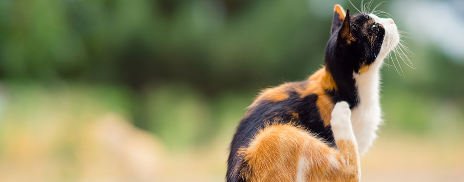 Tricolor cat paw scratches behind the ear. Fleas and ticks in domestic animals. 