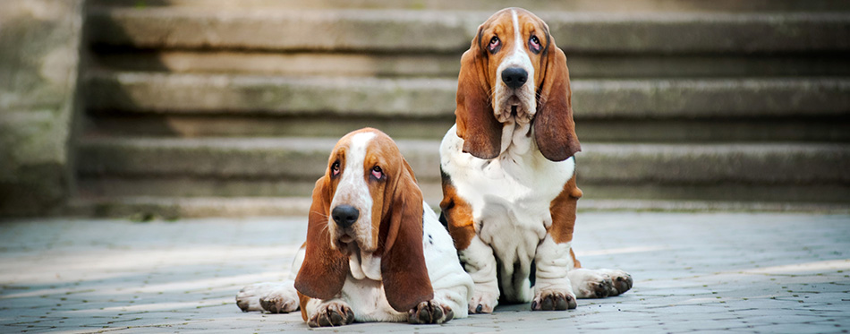 Two Basset hound 