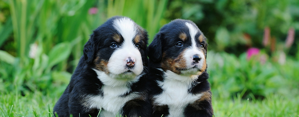 Two Bernese Mountain Dog portrait