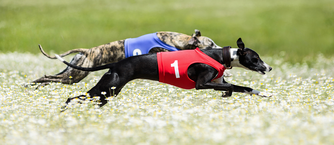 Two Greyhounds lure coursing competition in a beautiful chamomil — Stock Image