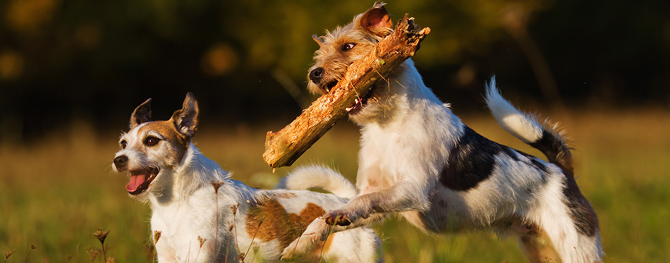 Two Parson Russell Terrier in Action