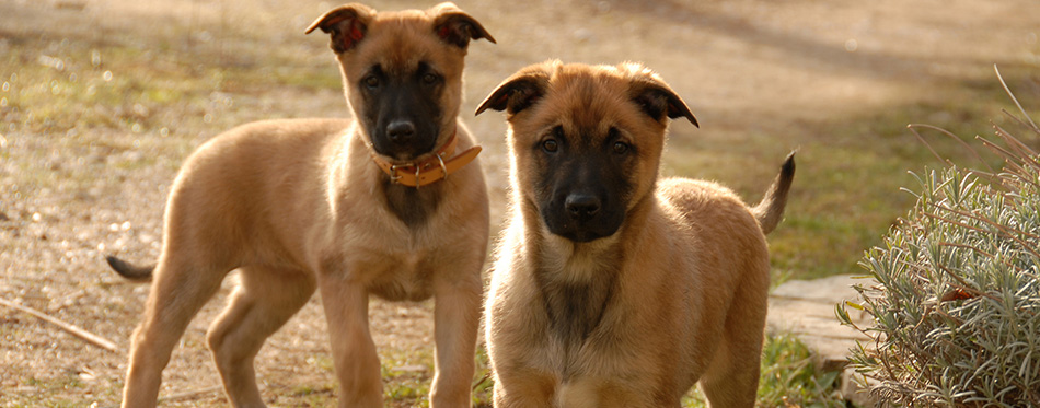 Two puppies malinois