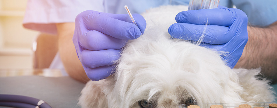 Vet doing acupuncture treatment