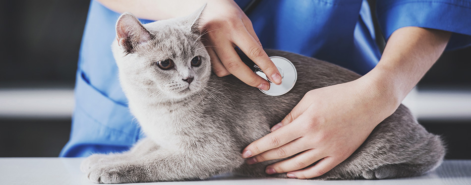 Vet examines the cat