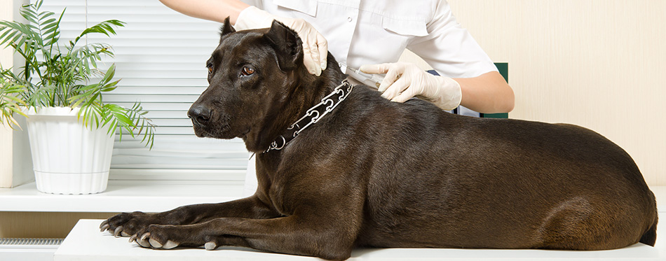 Veterinarian makes an injection dog breed Staffordshire Terrier