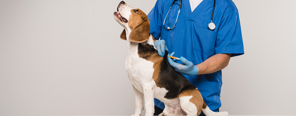 Veterinarian microchipping beagle dog with syringe isolated on grey 