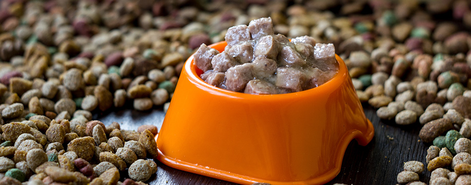 Wet canned pet food in a bowl surrounded by dry food 