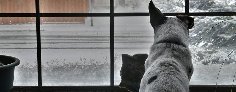 White rat terrier dog looking out window out wintry cold neighborhood.