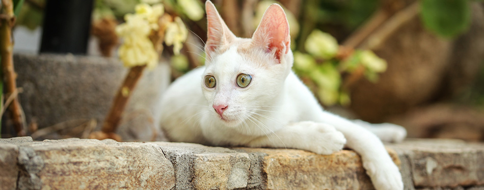 White stray cat resting on pavement curb made of bricks, garden 