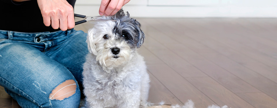 Woman Hand Grooming White Havanese Dog at Home 