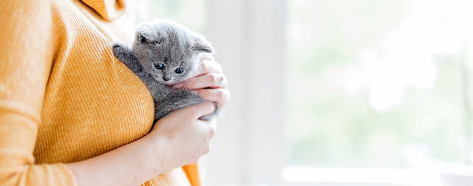 Woman holding grey british cat