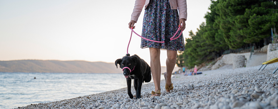 Woman training her three legged dog with a halti leash as they walk along the pebble beach.