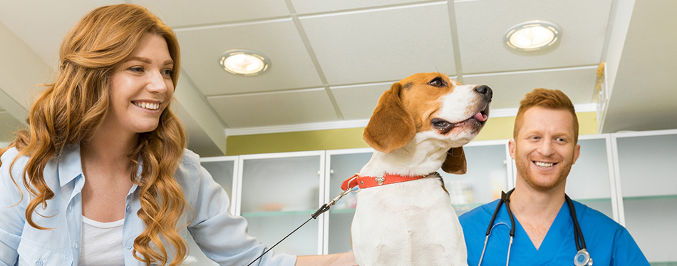 Woman with her dog at veterinary