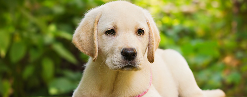 Yellow lab puppy in the yard
