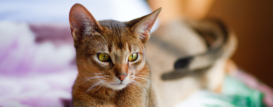 Young Abyssinian cat in action