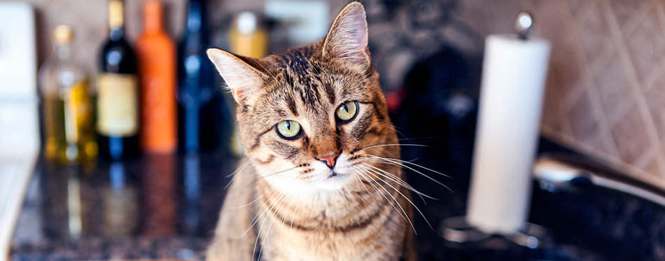 Young Cat In The Kitchen