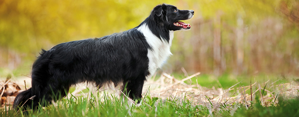 Young black and white border collie dog