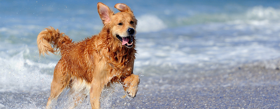Young golden retriever running on the beach 