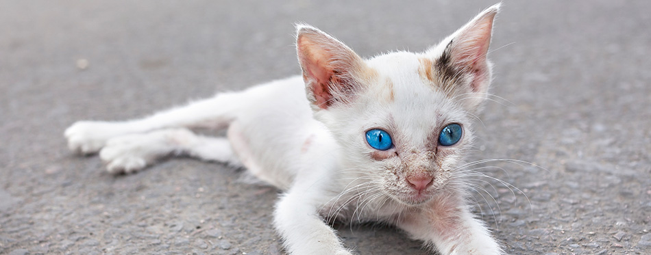 Young white cat with blue eyes on the street.