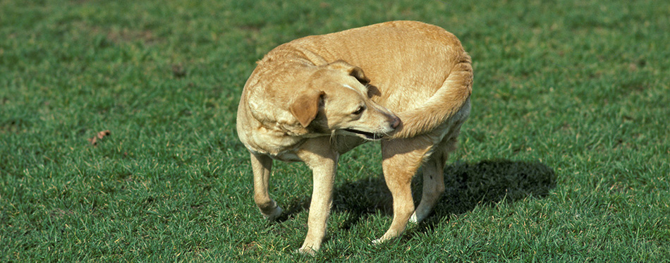 dog tail biting