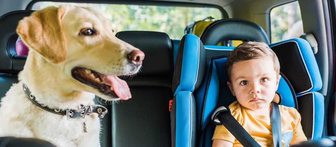 Adorable toddler boy in safety seat with labrador dog 