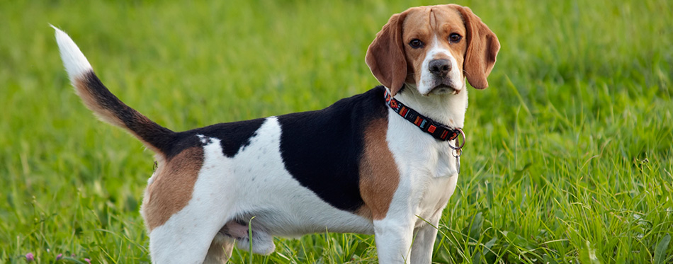 Beagle on meadow