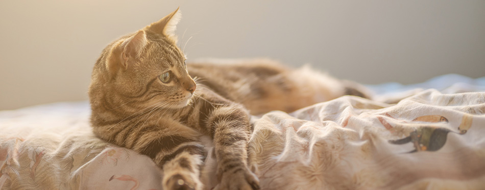 Beautiful short hair cat lying on the bed at home 