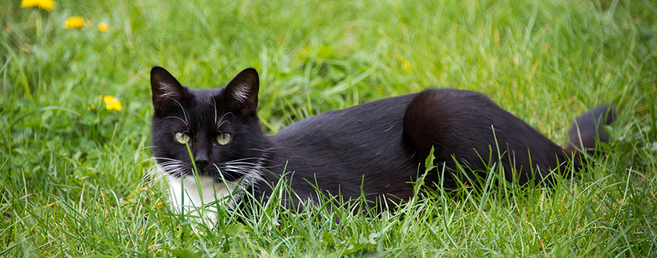 Black and white cat 