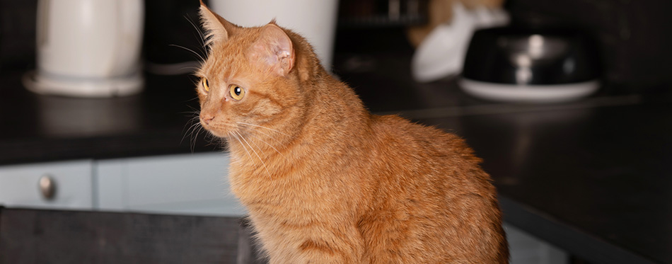 Close up photo of red cat with green eyes looking straight towards camera.