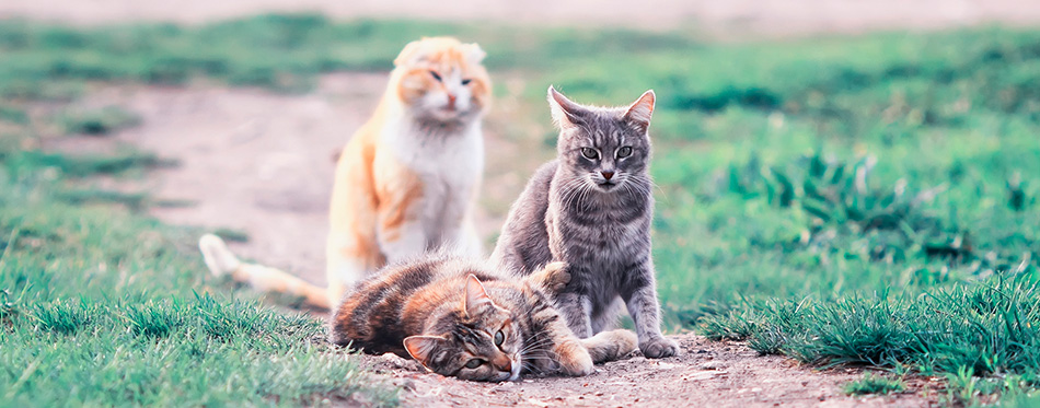 Cute cats lying on a green meadow in the early spring and play g