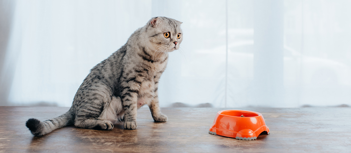 Cute scottish fold cat sitting on table near bowl 