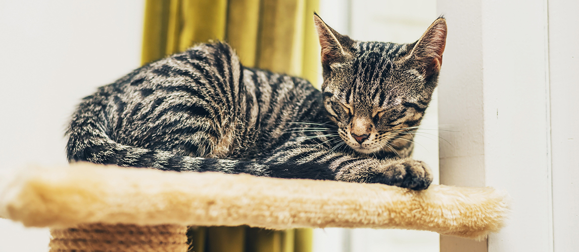 Cute striped grey tabby asleep 