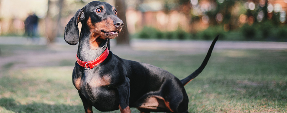 Dachshund dog portrait. Spring