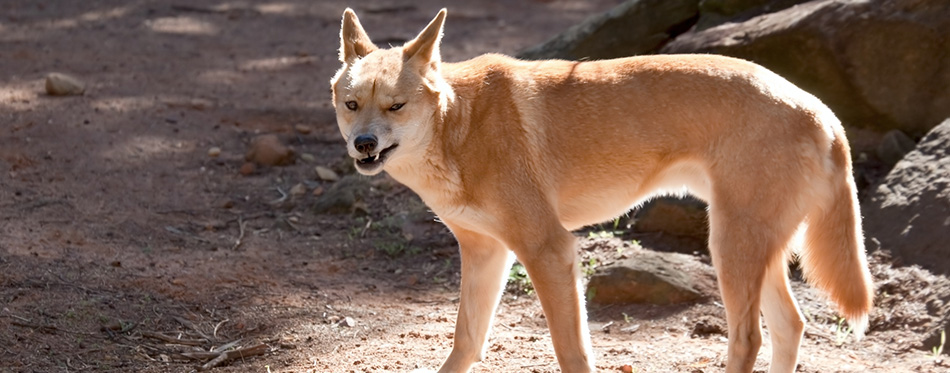 Dingo 