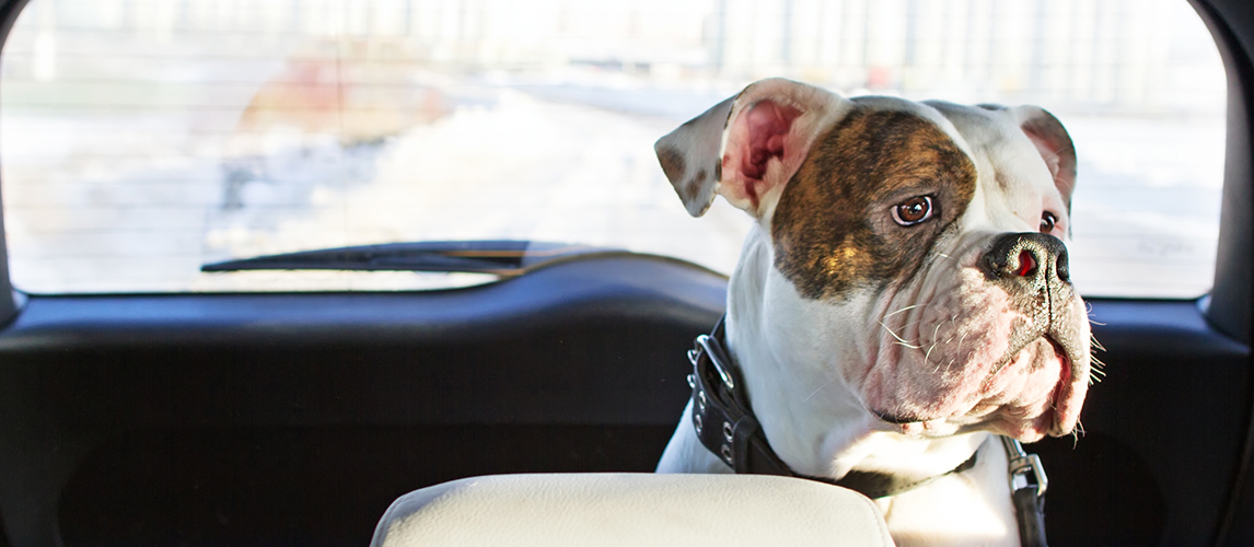 Dog in the car