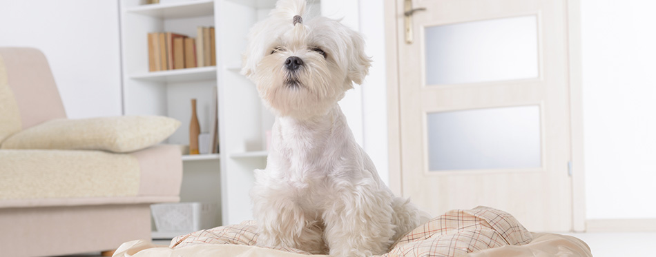 Dog on the dog bed