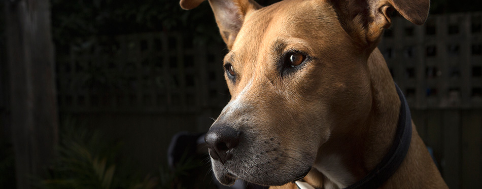 Dog with black backdrop 