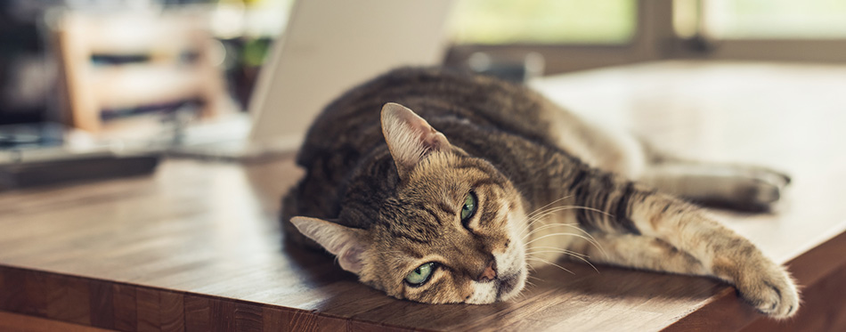 Fat tabby domestic cat sleeping on table at home