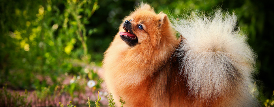 German Spitz, Dog breed Pomeranian