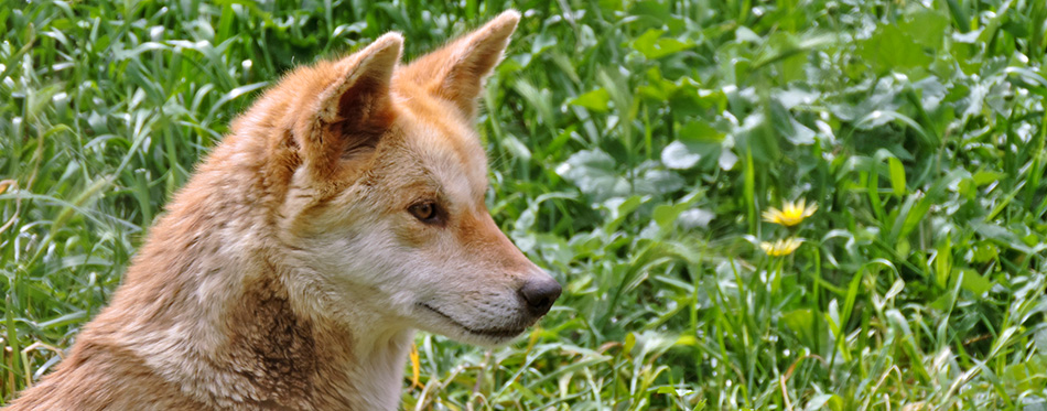 Golden dingo close up