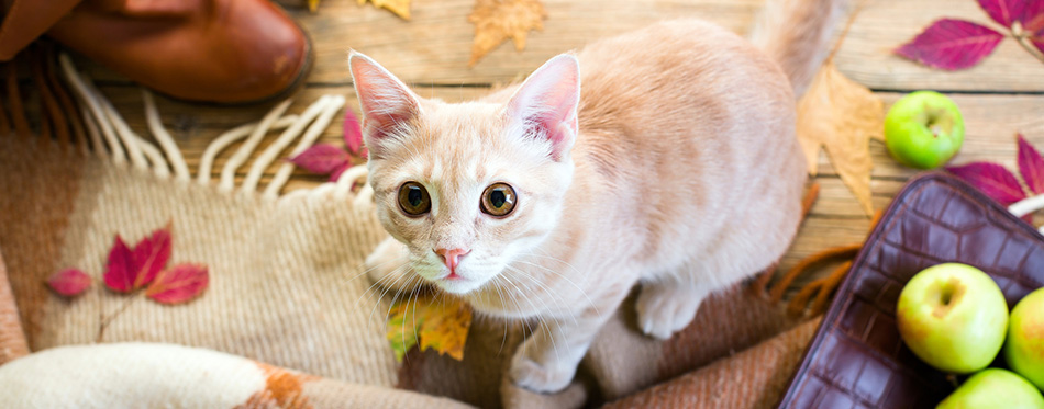 Kitten redhead, sitting on a wooden floor, wool plaid, bag and red shoes, autumn leaves, apples, cat, pet, concept